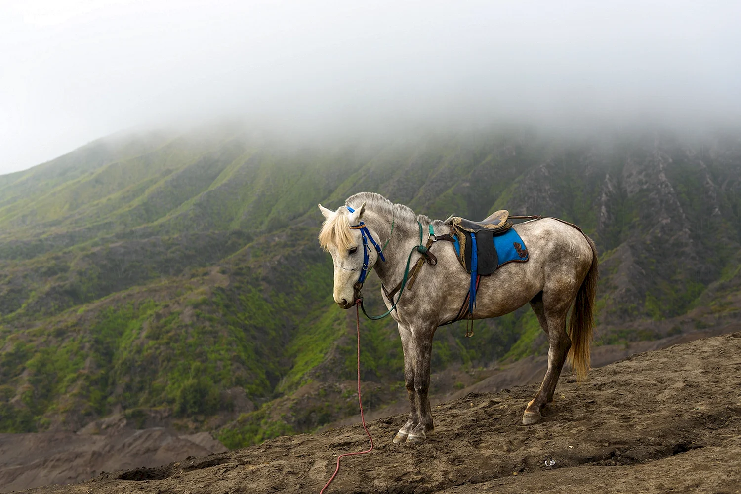 Алтайская вьючная лошадь