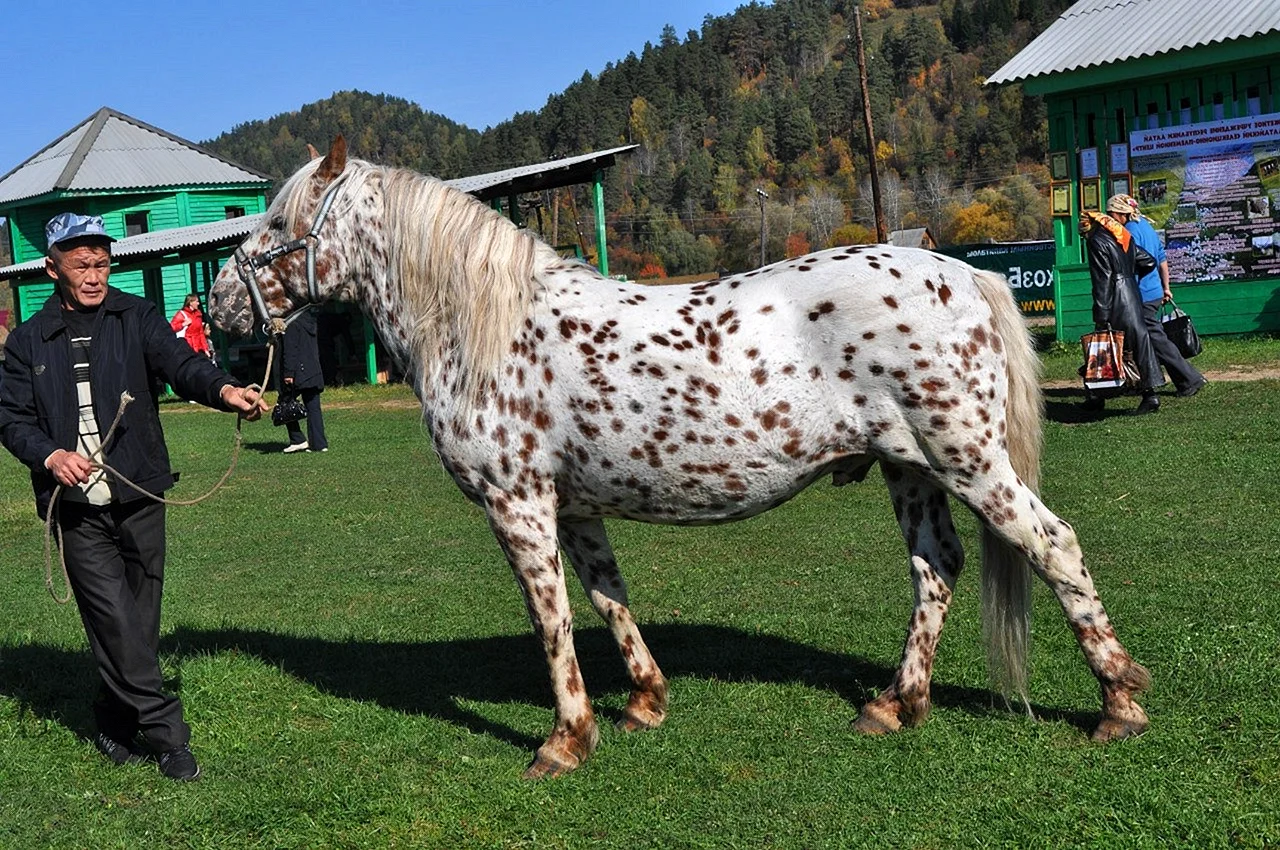 Алтайские чубарые лошади