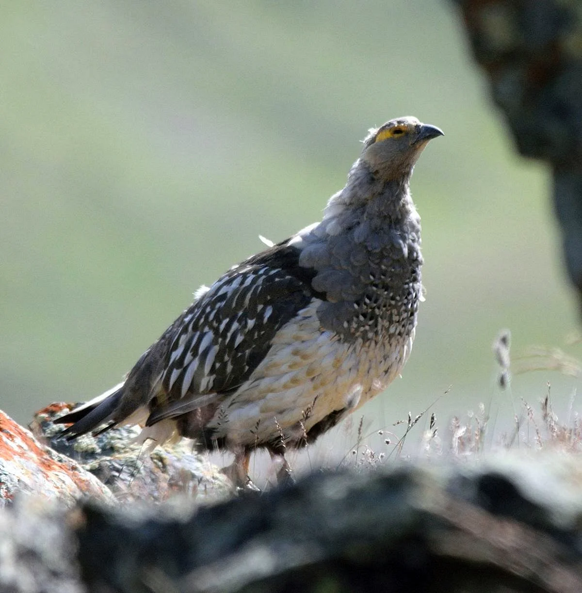 Алтайский улар птица