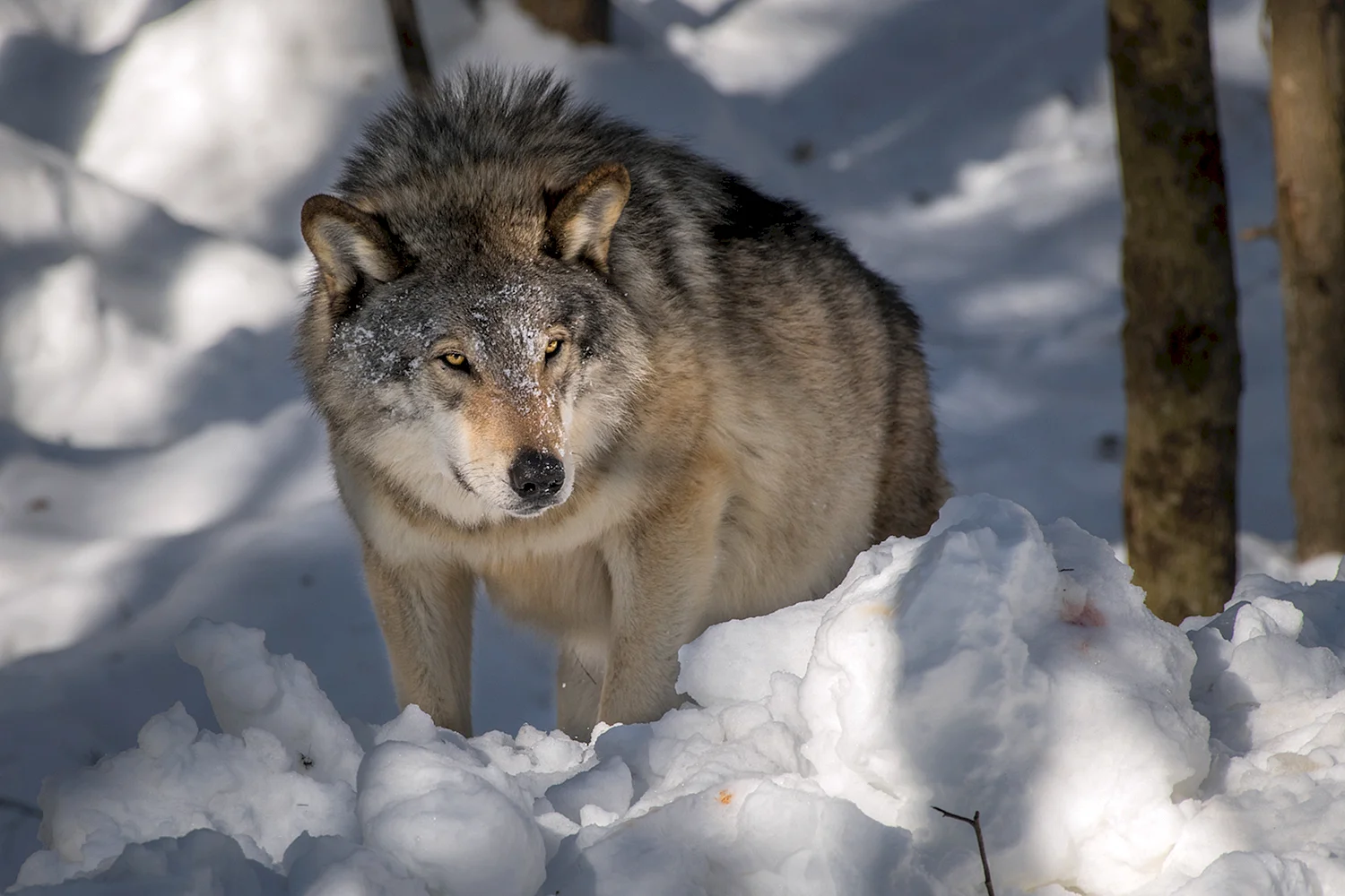 Алтайский волк