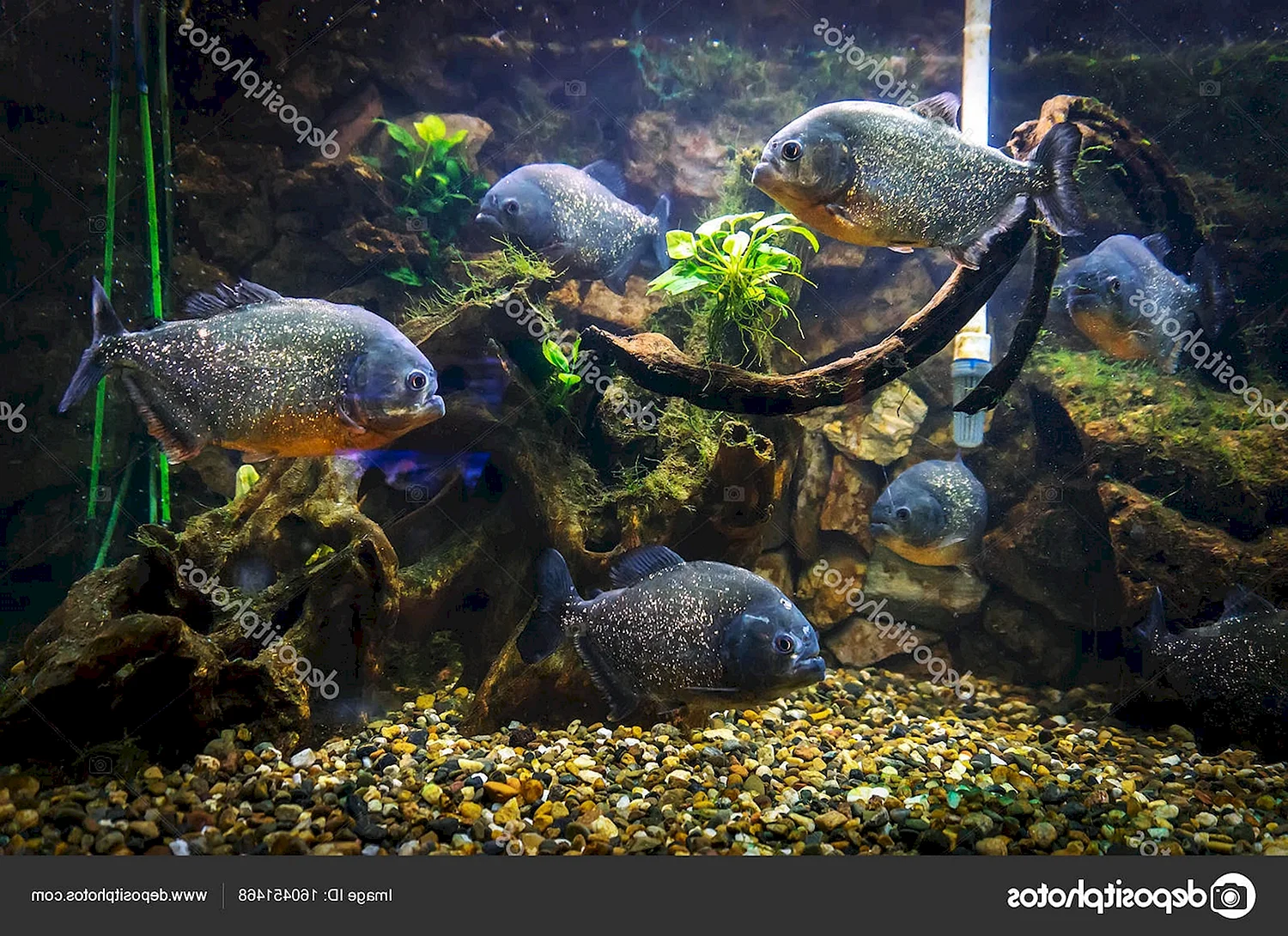 Алуштинский аквариум пираньи