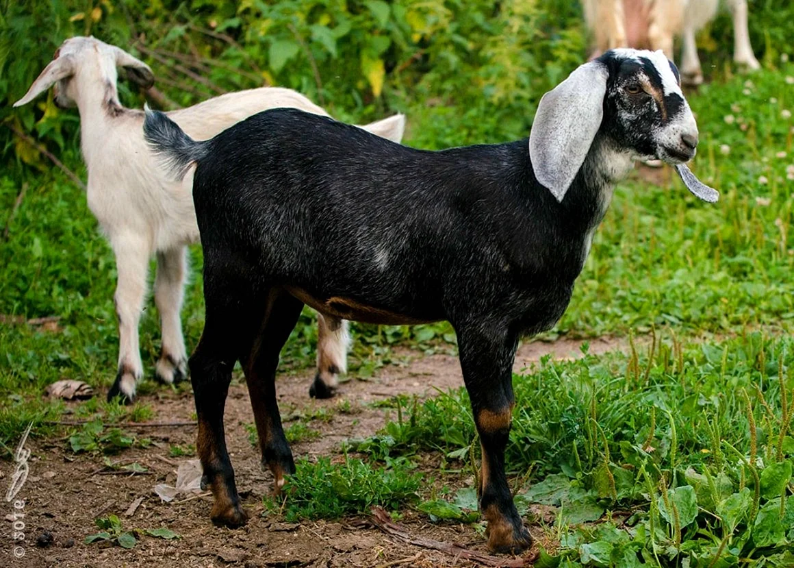 Алжирский нубийские козы