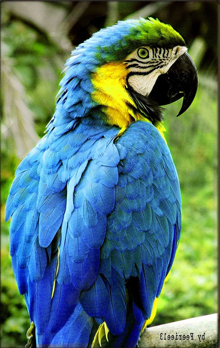 Амазон попугай синий