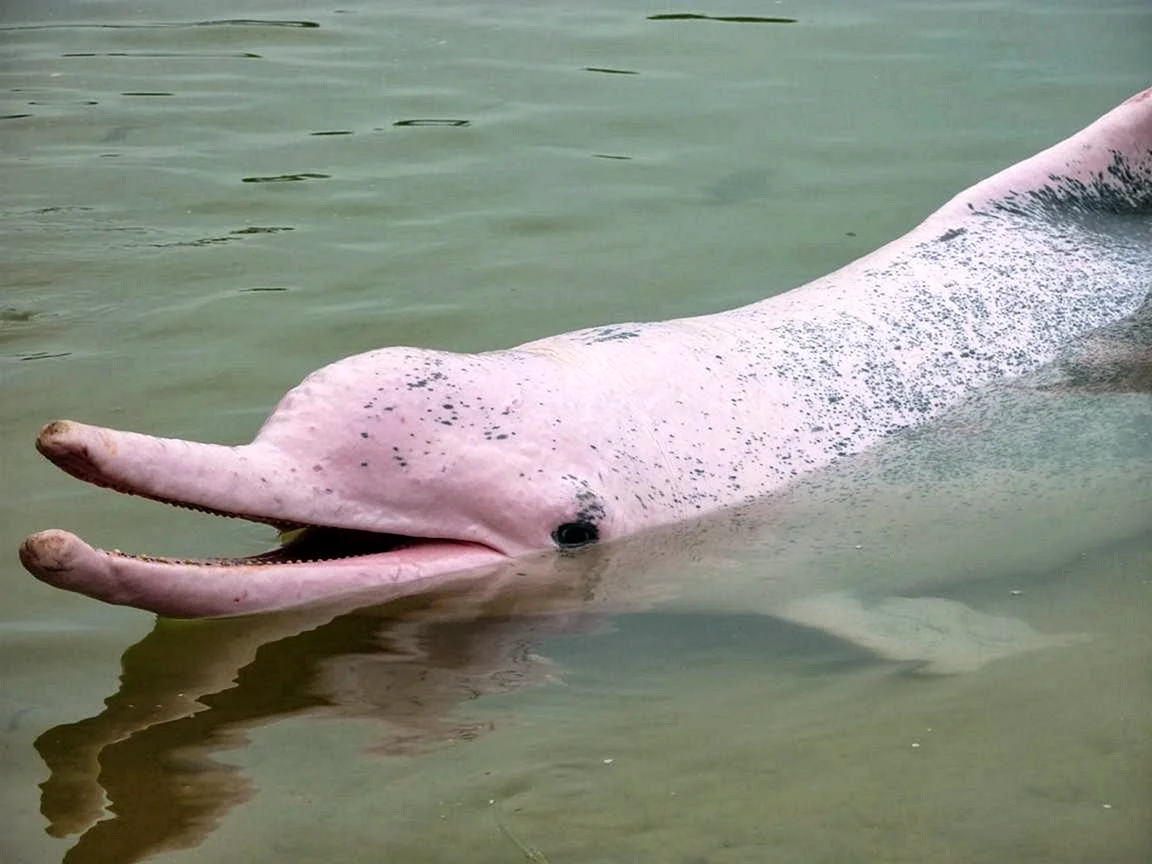 Амазонская иния Дельфин