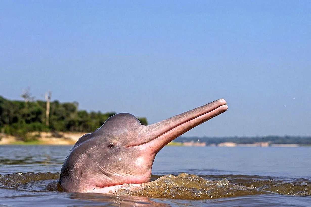 Амазонская иния Дельфин