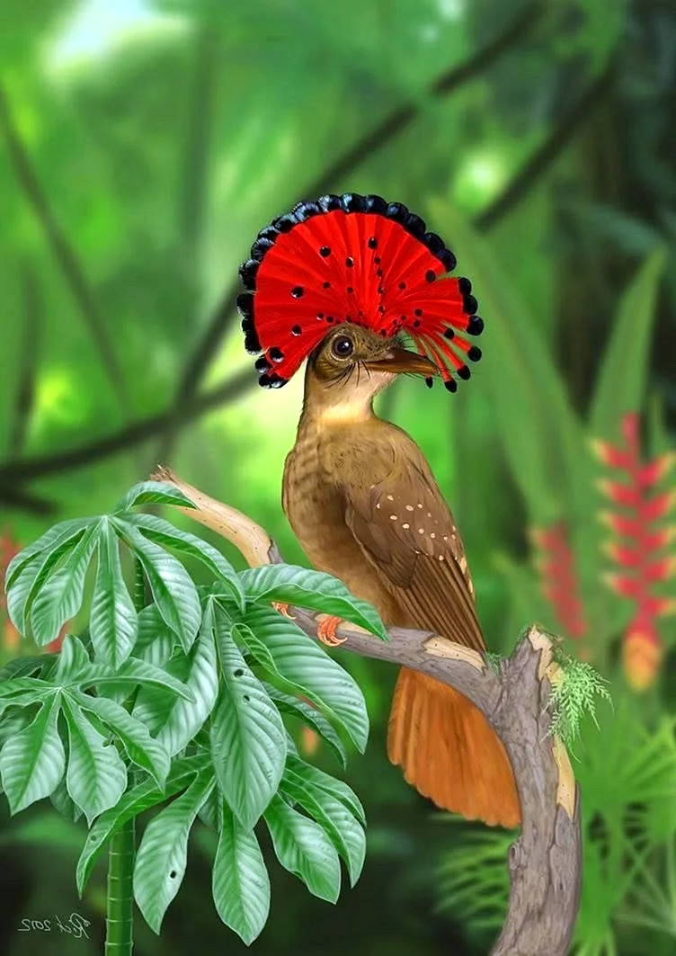 Амазонская Королевская мухоловка