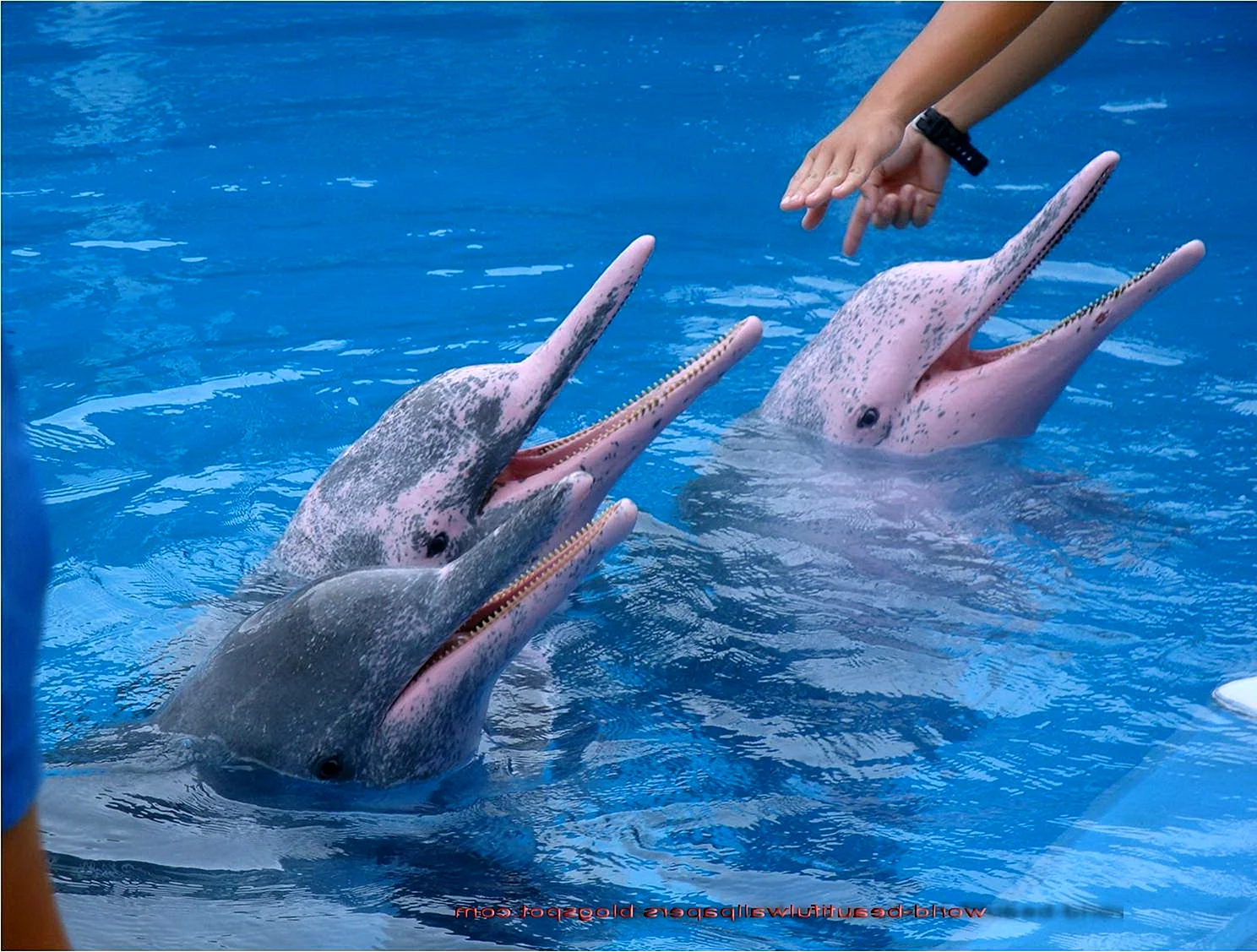 Амазонский Дельфин 4