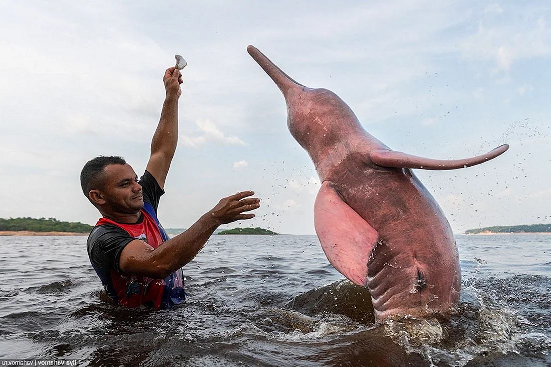 Амазонский Дельфин боуто