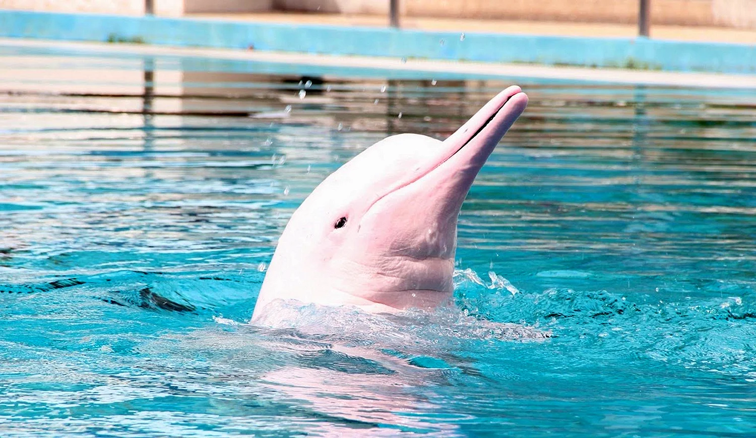 Амазонский Дельфин-альбинос