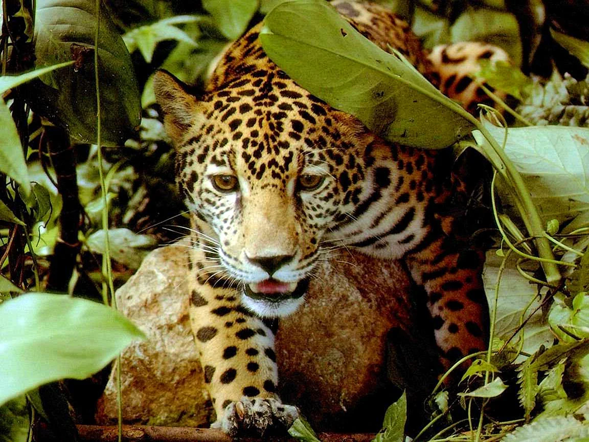 Амазонский Ягуар
