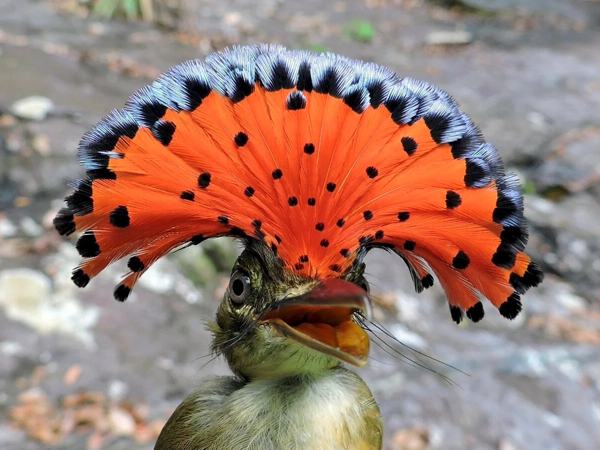 Амазонский Королевский мухоед