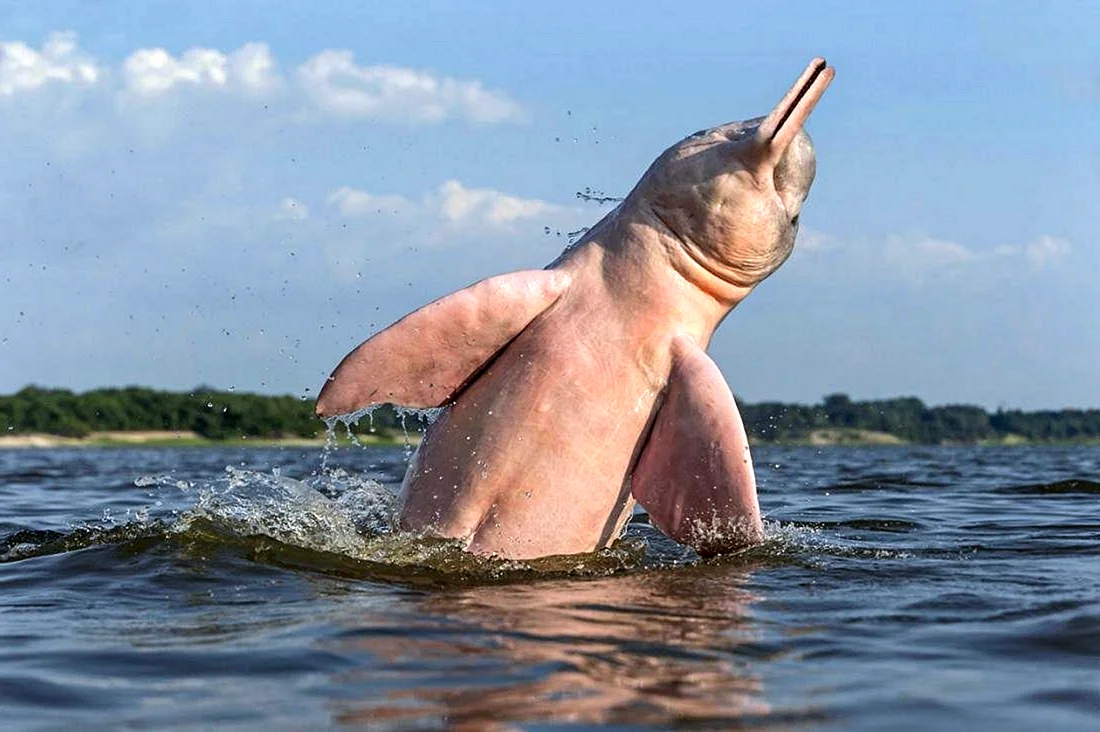 Амазонский Речной Дельфин