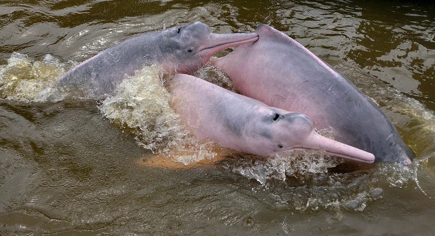 Амазонский Речной Дельфин с детенышем