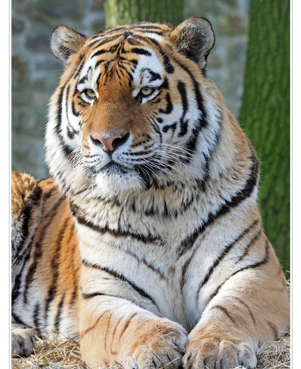 Амба тигр Уссурийский