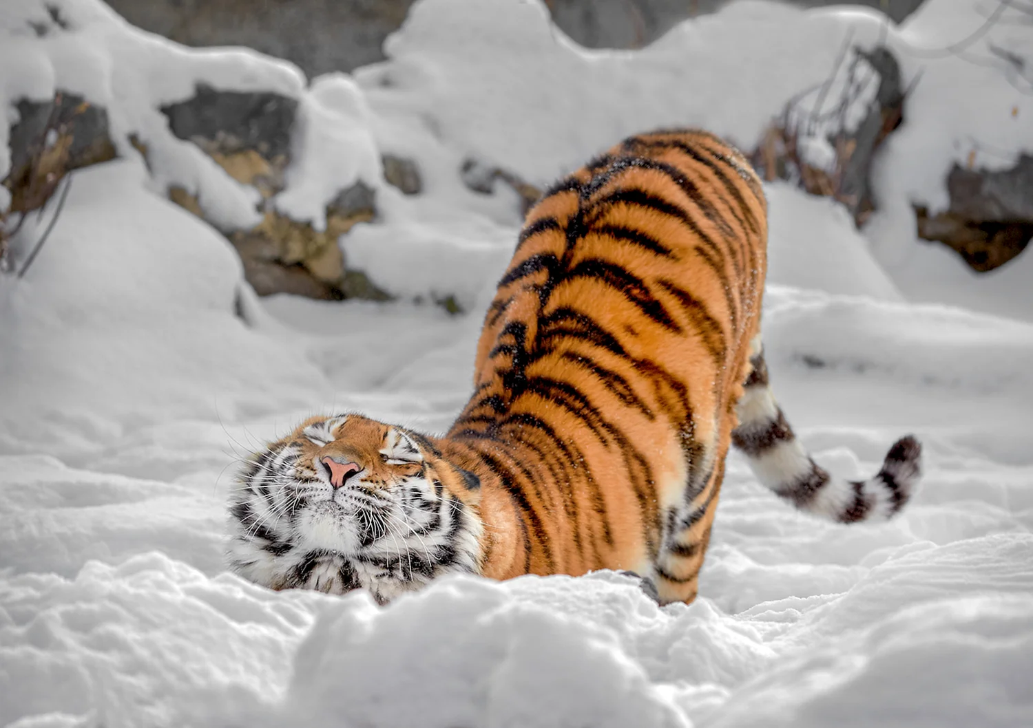 Амба тигр Уссурийский