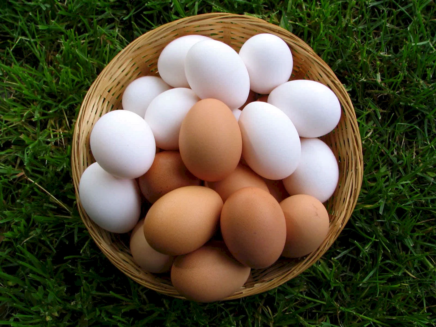 Амераукана яйца