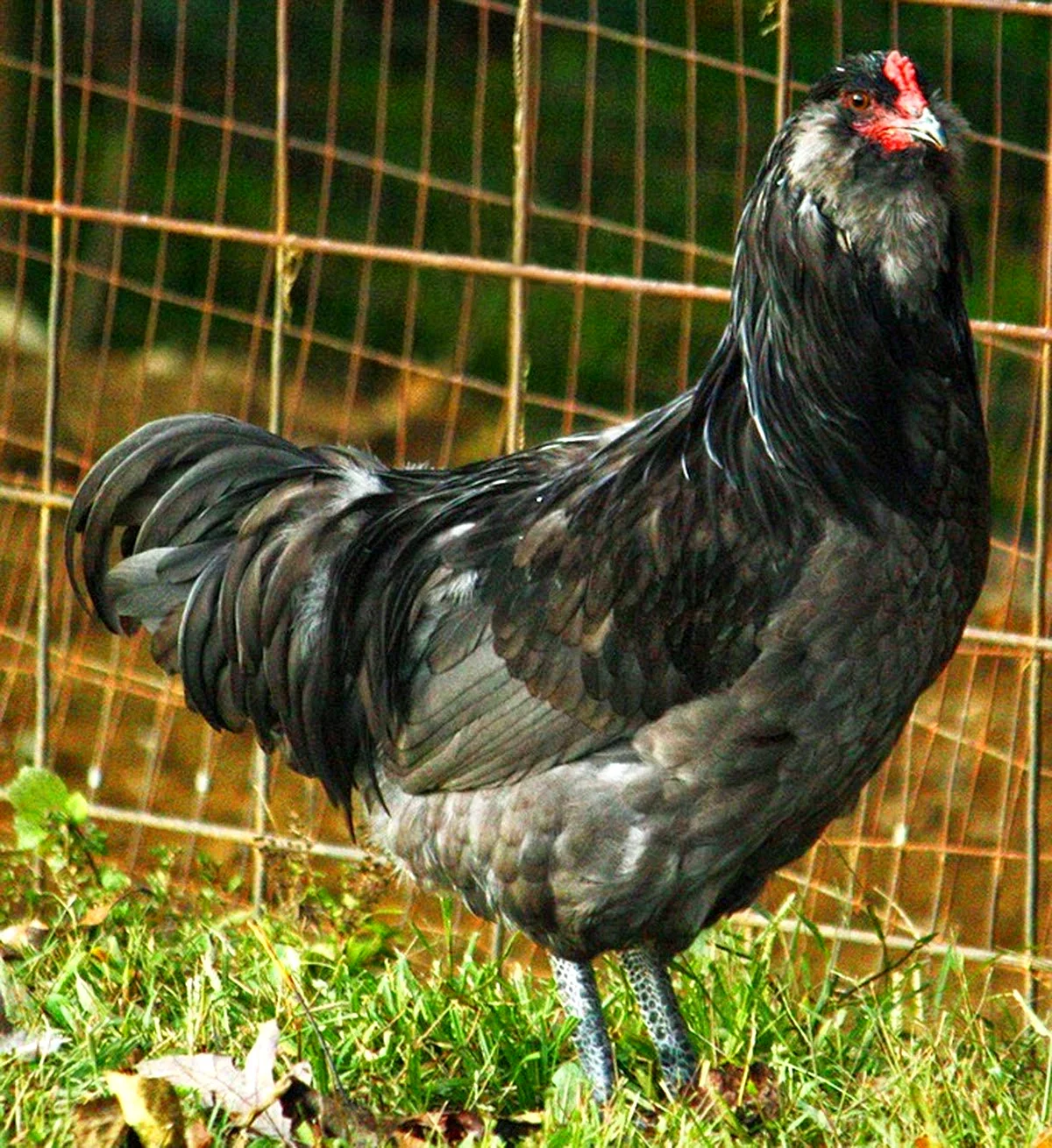 Амераукана порода кур