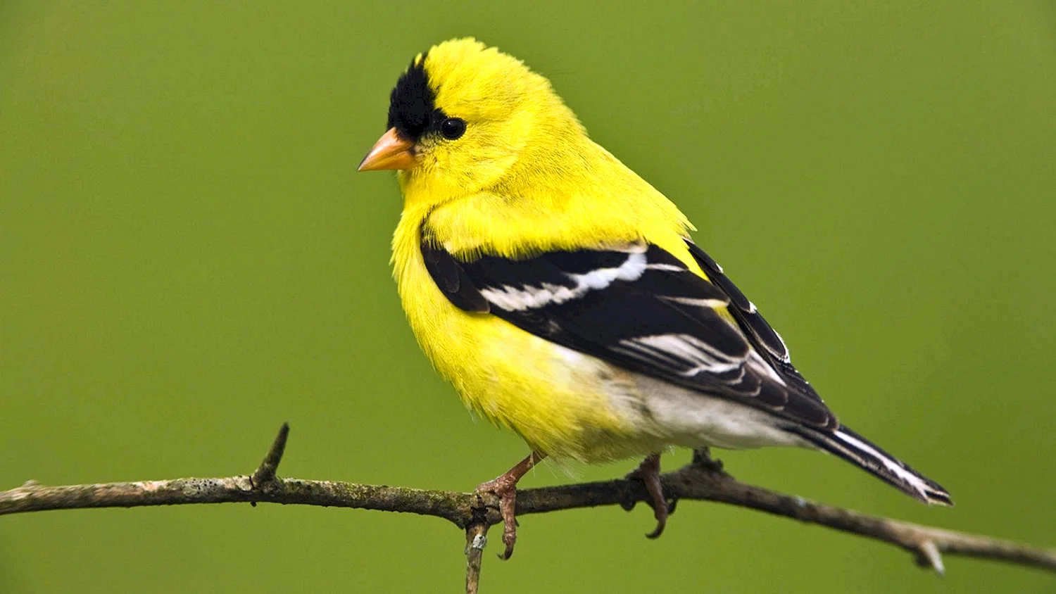 American Goldfinch птица