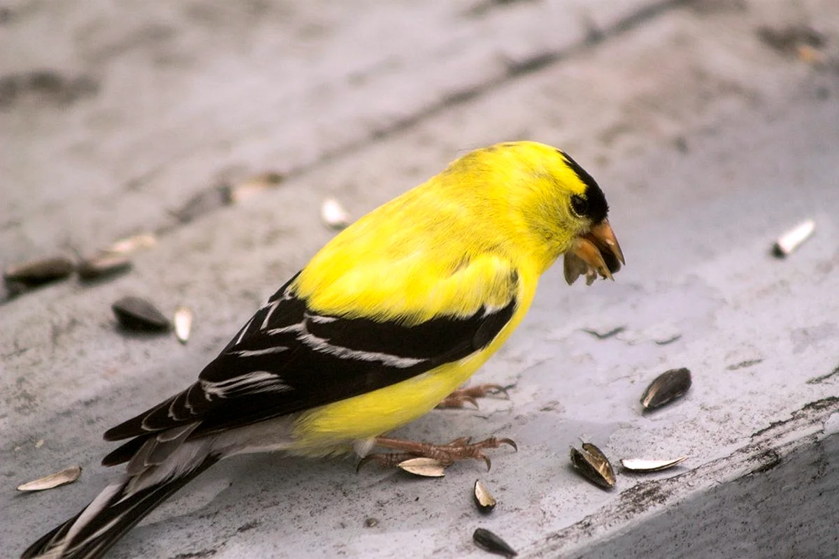 American Goldfinch птица
