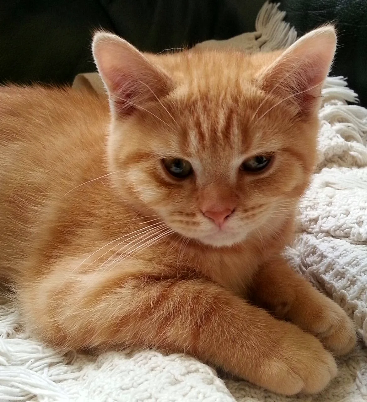 American Shorthair кошка рыжая