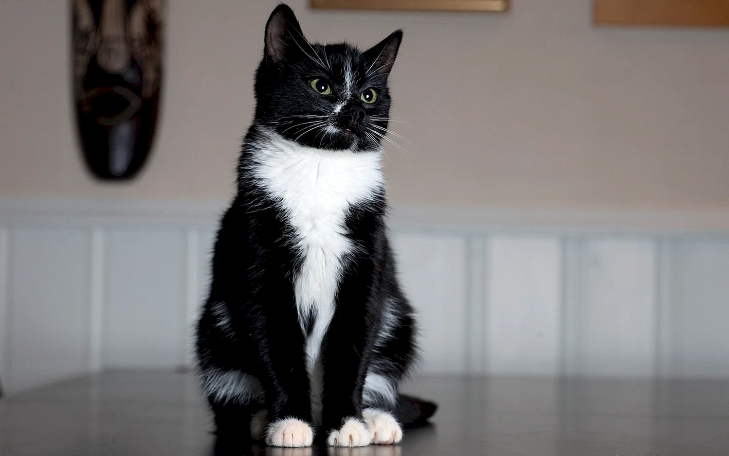Американская короткошерстная кошка черная