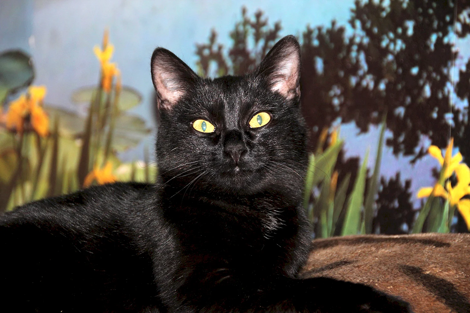 Американская короткошерстная кошка черная