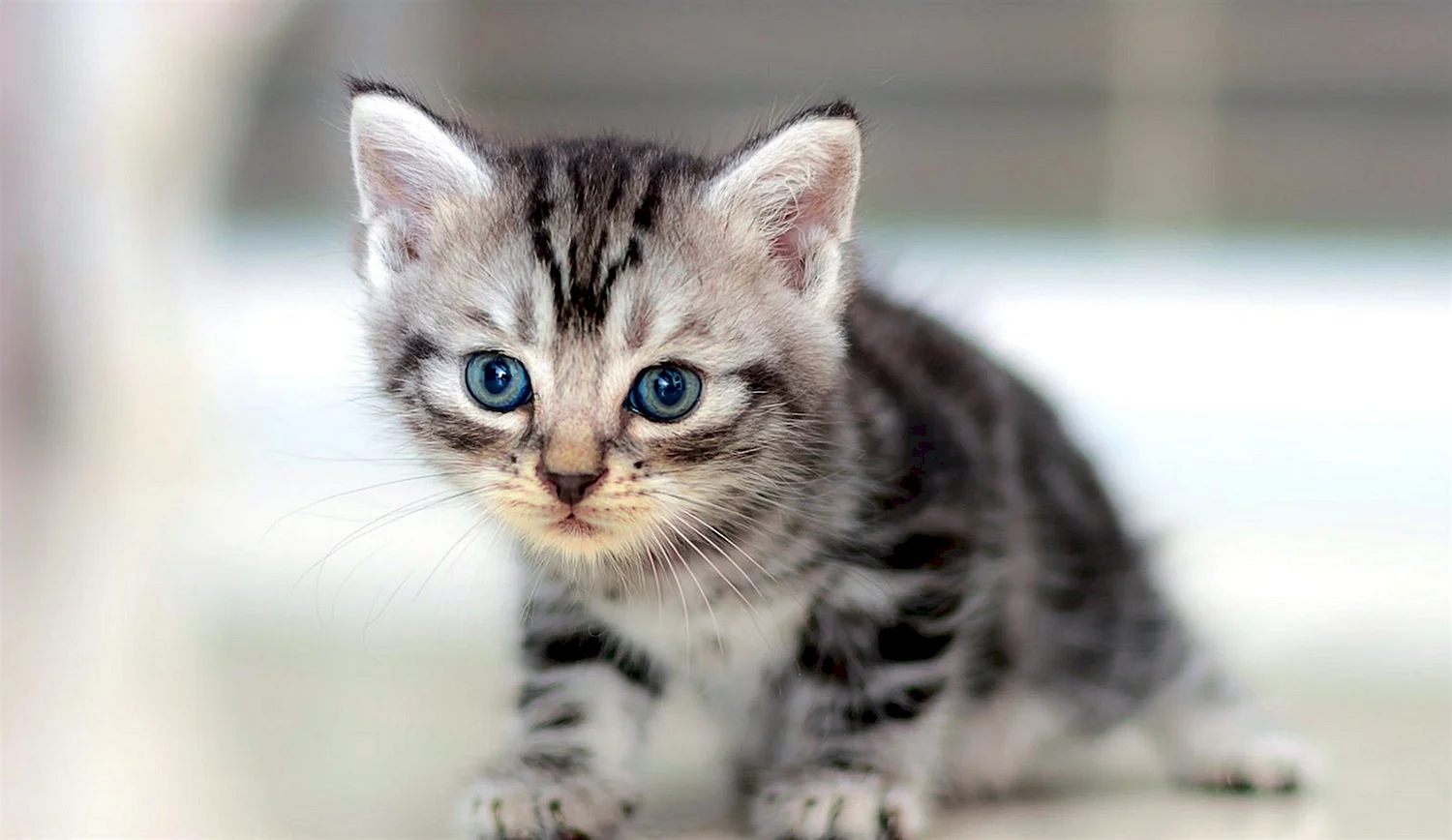 Американская короткошерстная кошка котята