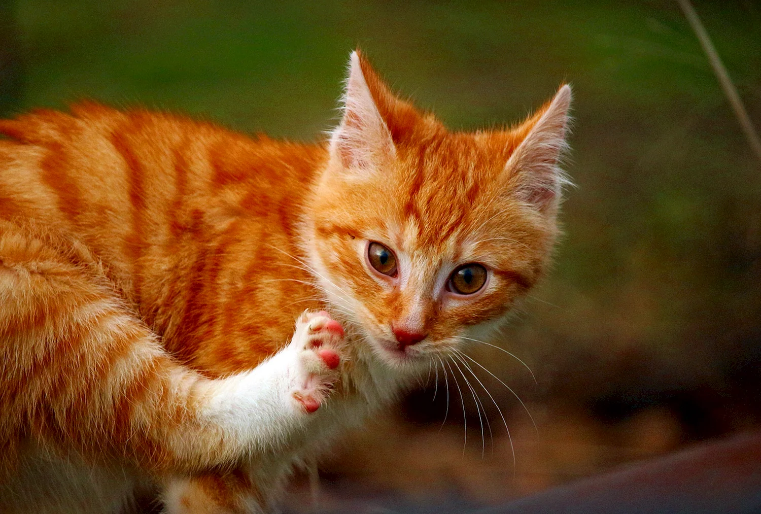 Американская короткошерстная кошка рыжая