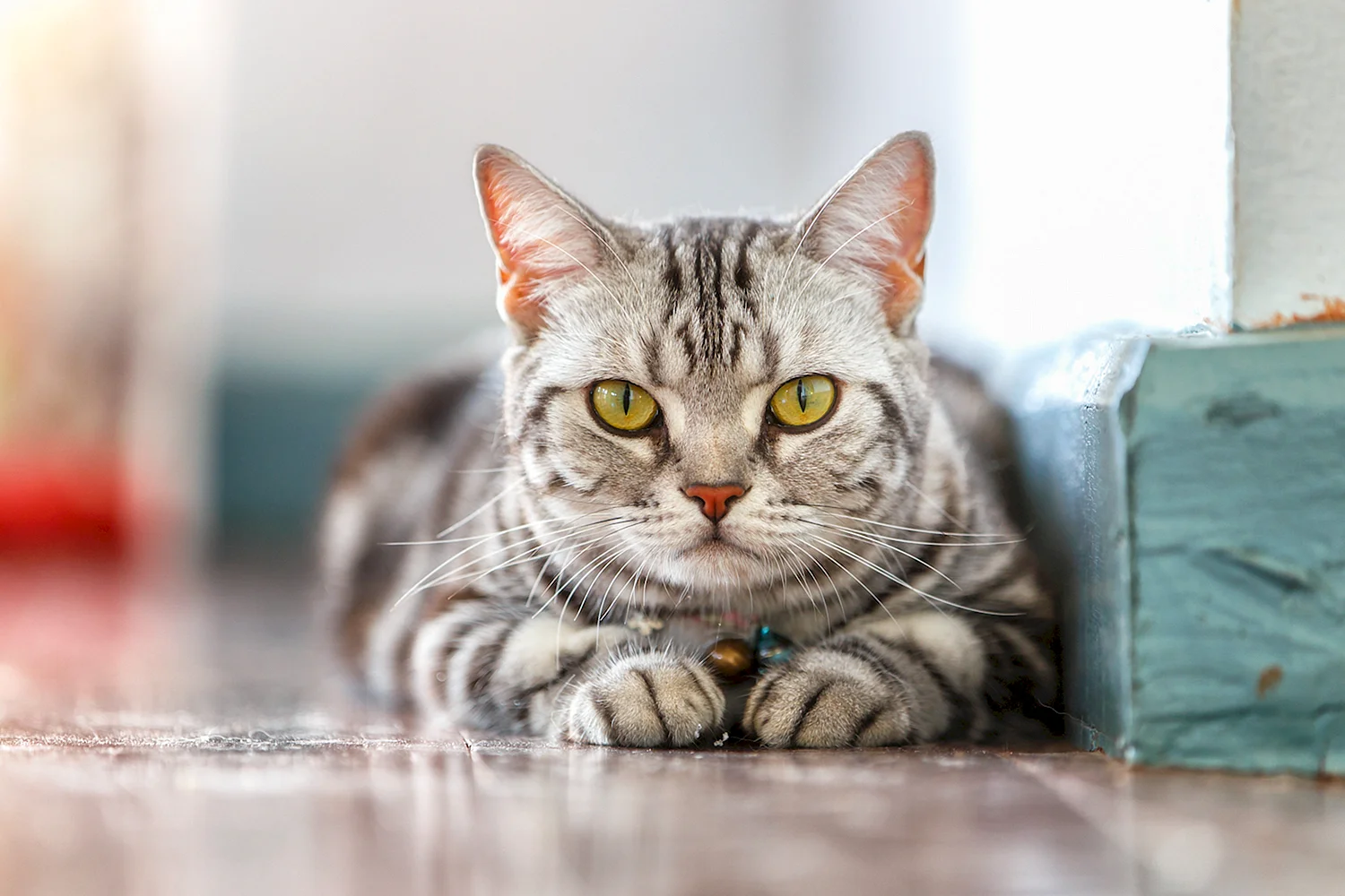 Американская короткошерстная кошка с голубыми глазами