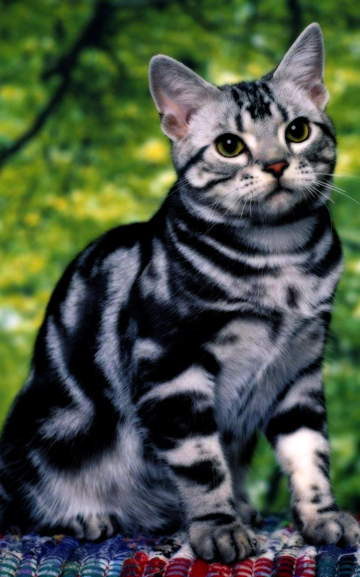 Американская короткошерстная кошка табби
