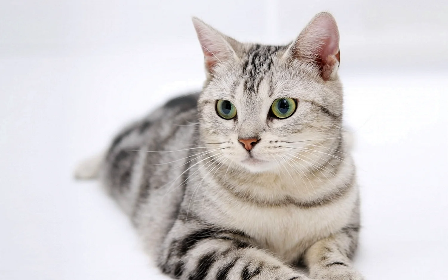 Американская короткошерстная кошка табби