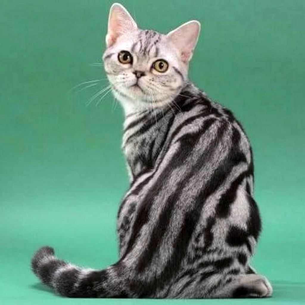 Американская короткошерстная кошка тэбби