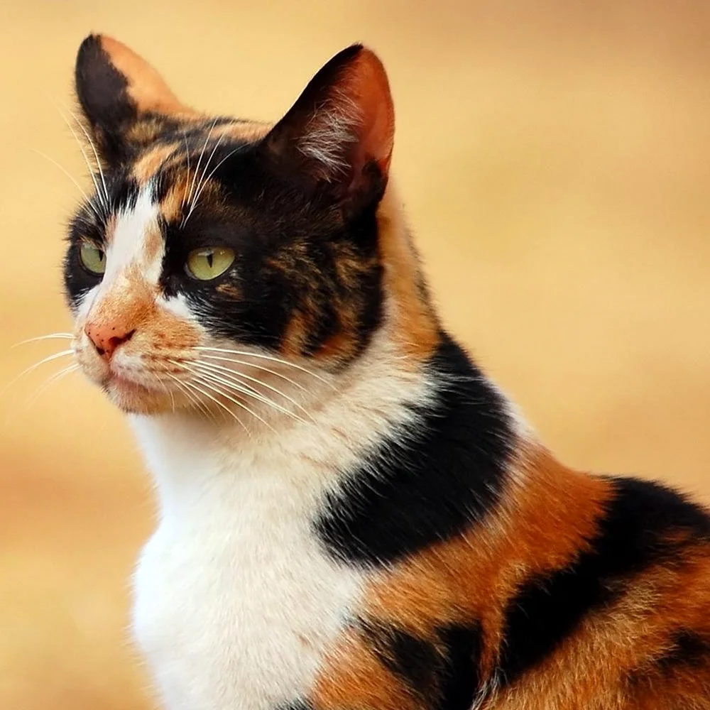 Американская короткошерстная кошка трехцветная