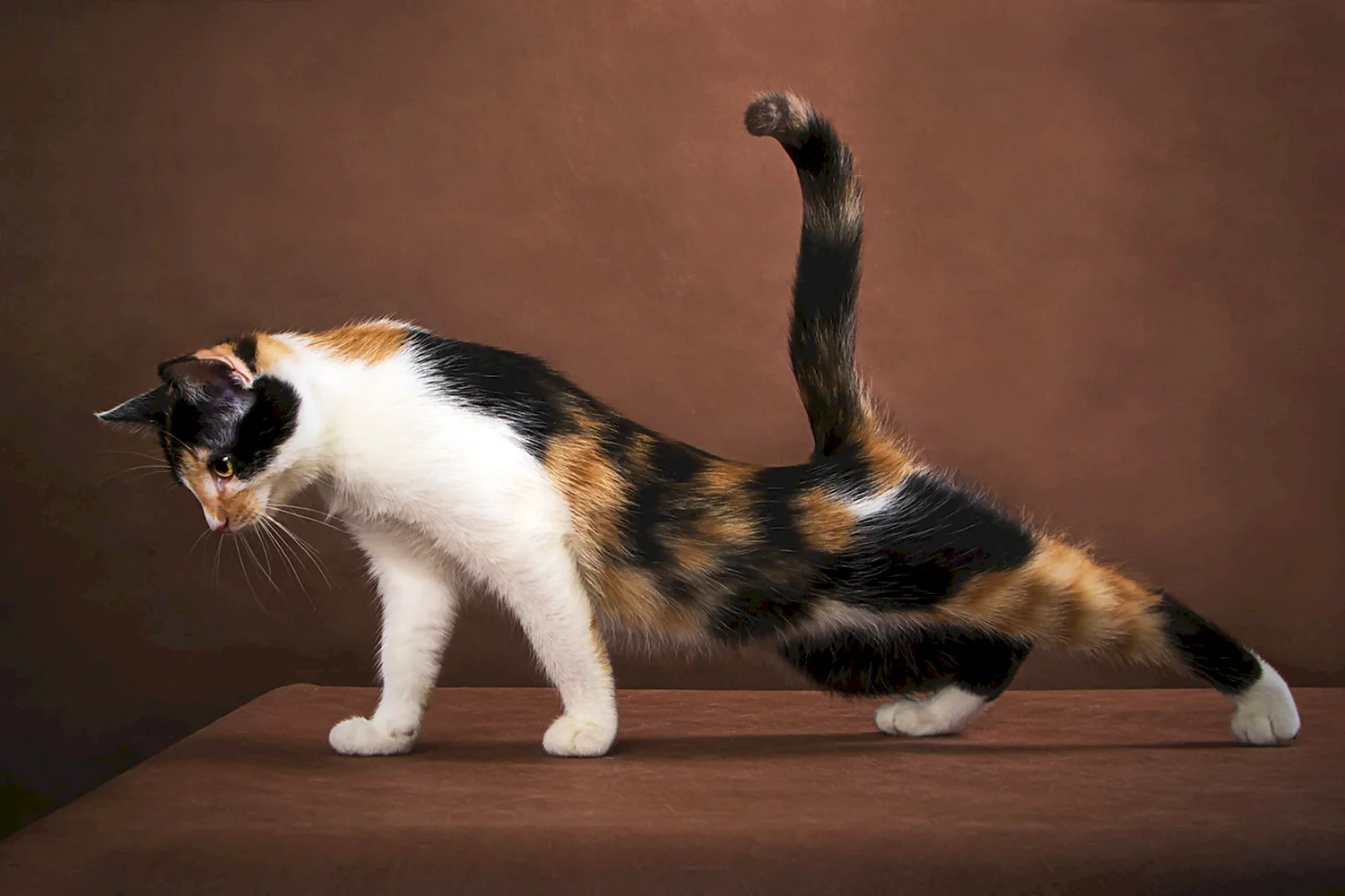 Американская короткошерстная кошка трехцветная