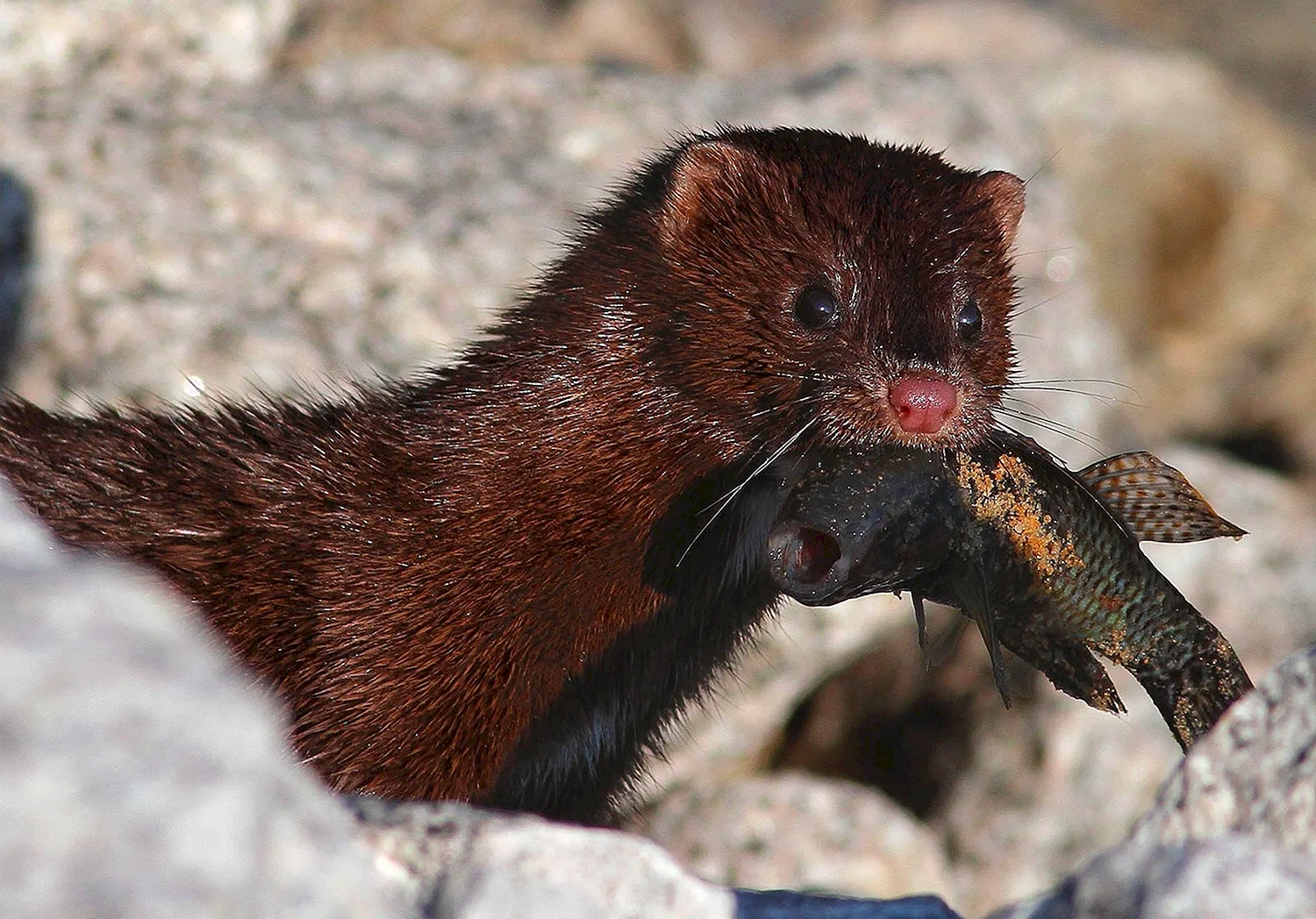 Американская норка (Mustela Vison)