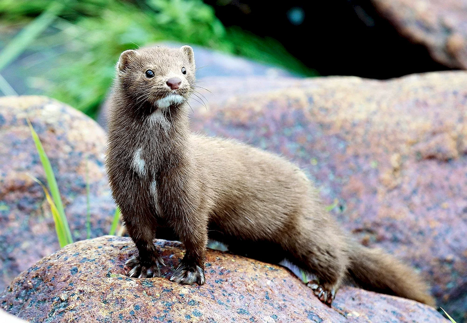 Американская норка (Mustela Vison)