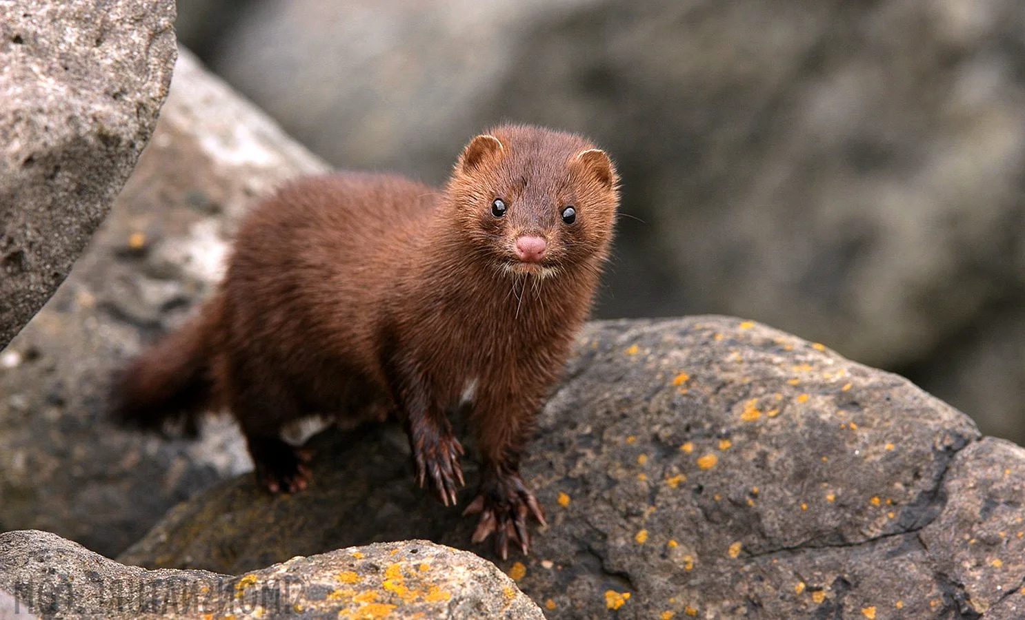 Американская норка (Mustela Vison)