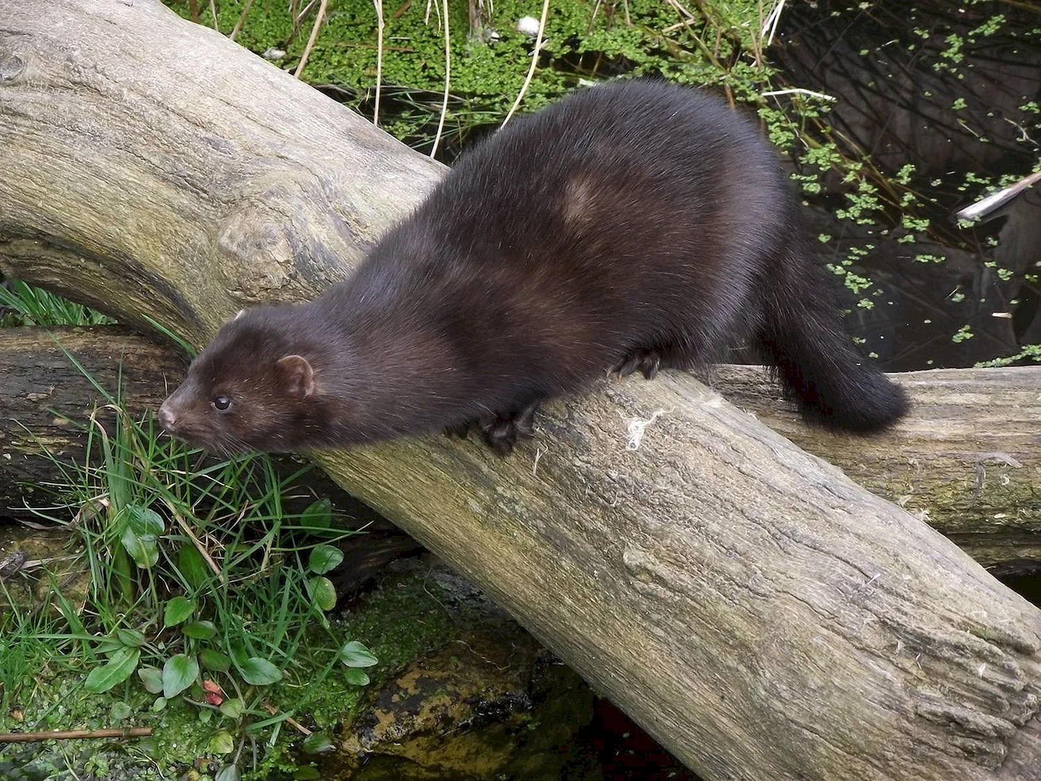 Американская норка (Mustela Vison)