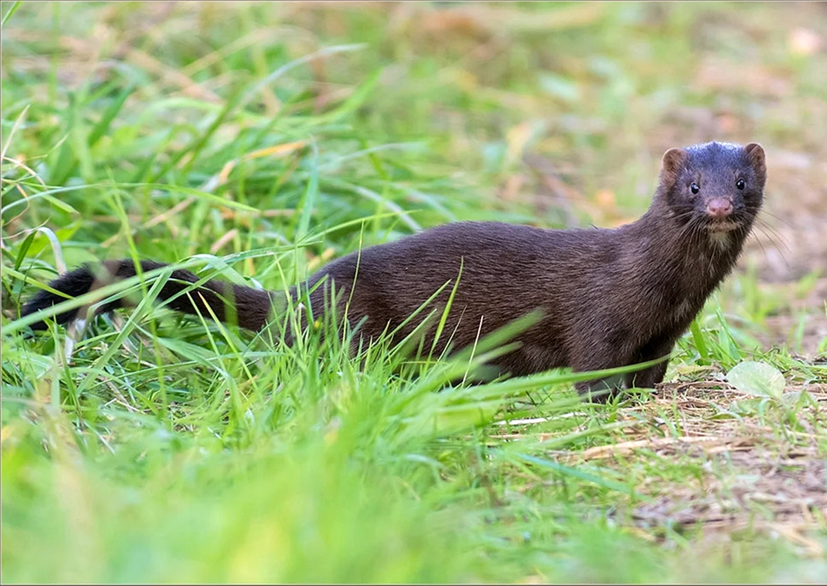 Американская норка (Mustela Vison)