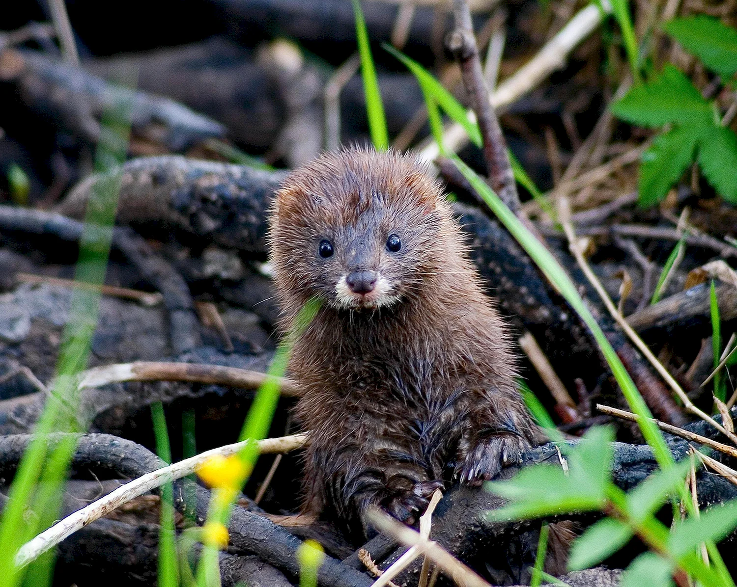 Американская норка (Mustela Vison)