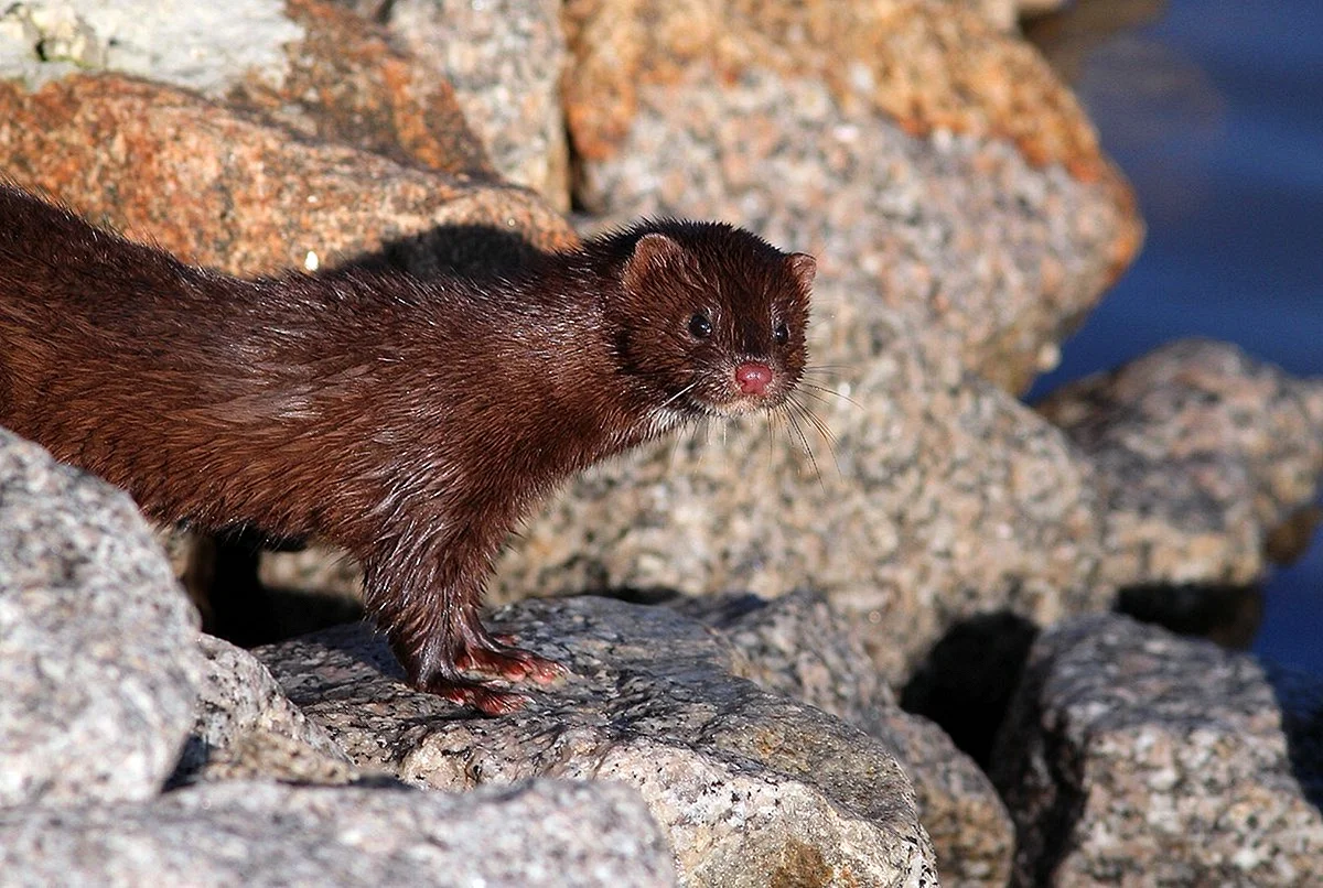 Американская норка (Mustela Vison)