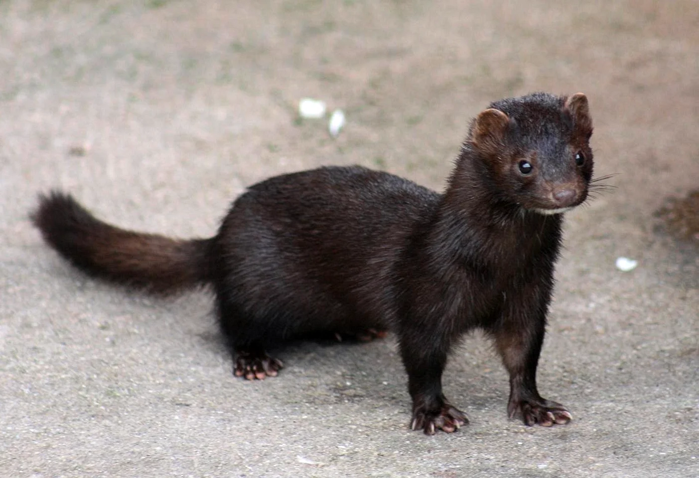 Американская норка (Mustela Vison)