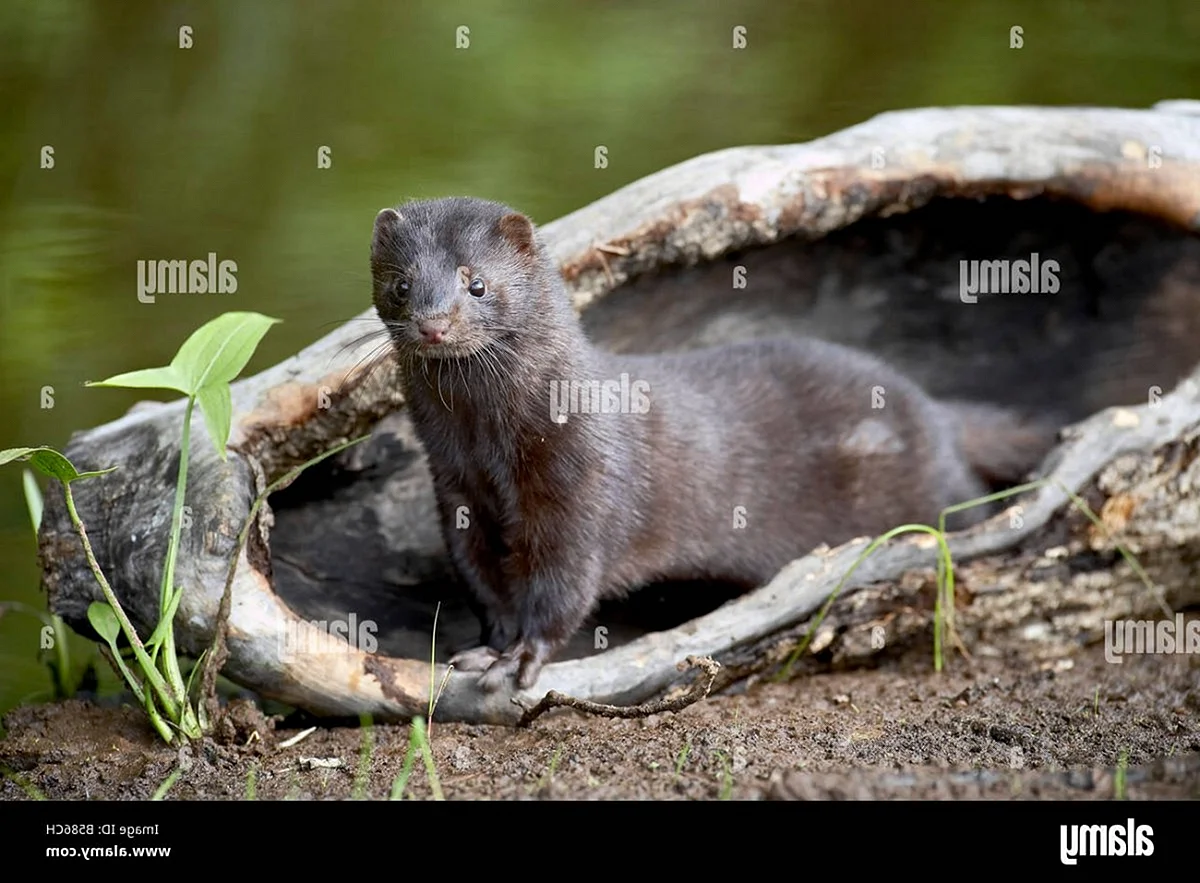Американская норка (Mustela Vison)