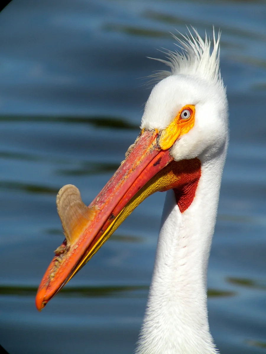 Американский белый Пеликан