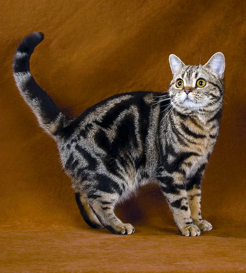 породы русских кошек фото и названия