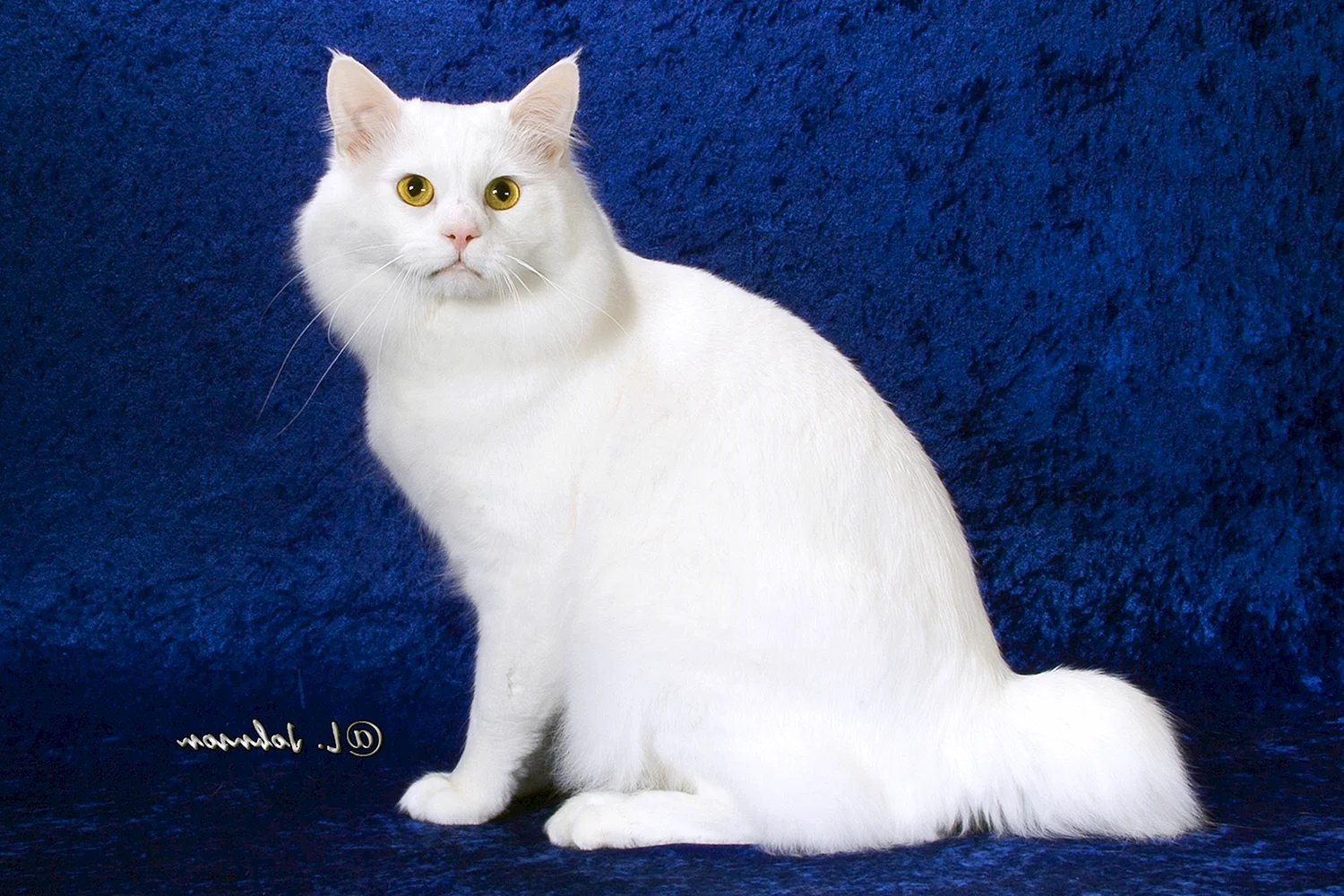 Американский бобтейл кошки белые