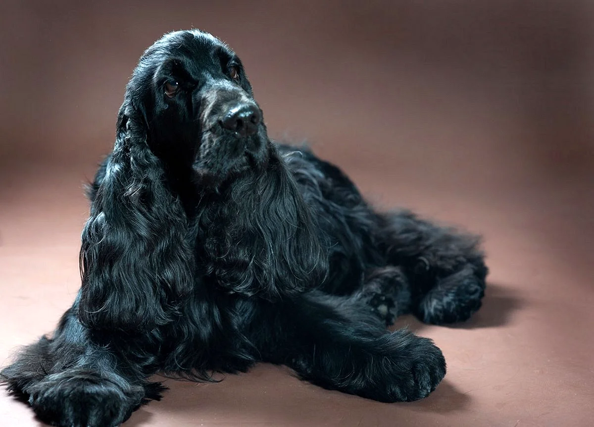 Американский кокер спаниель черный щенок