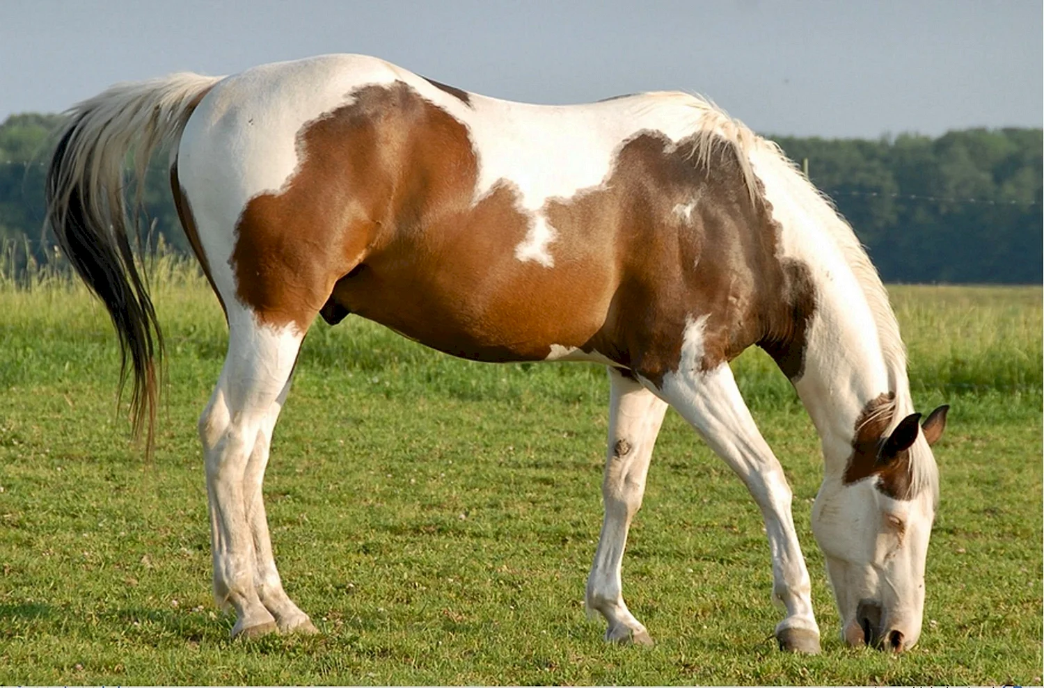 Американский Пейнтхорс лошадь