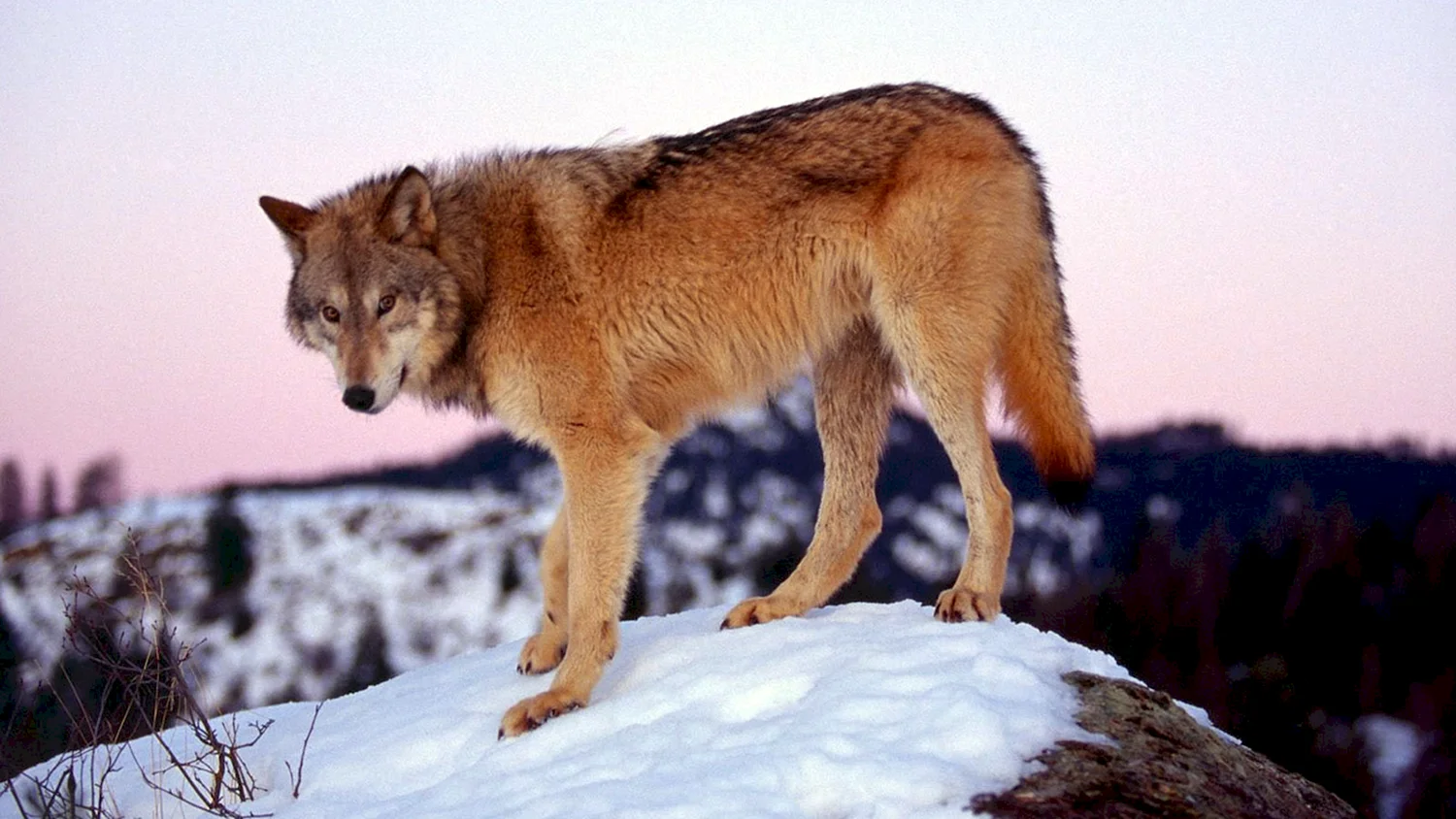 Американский рыжий волк
