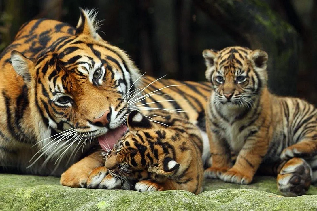 Амурская тигрица с тигрятами